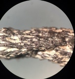 Xylaria arbuscula image