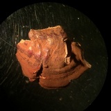 Ganoderma sessile image