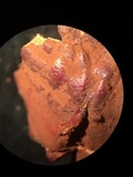 Ganoderma sessile image