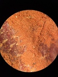 Ganoderma sessile image