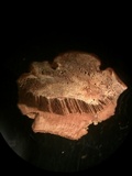 Ganoderma sessile image