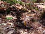 Clavulinopsis laeticolor image