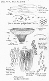 Mollisia sublividula image