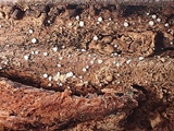 Mollisia sublividula image