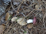 Russula queletii image