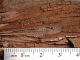 Mollisia sublividula image
