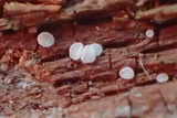 Mollisia sublividula image