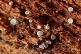 Mollisia sublividula image