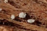 Mollisia sublividula image