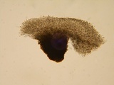 Mollisia sublividula image