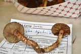 Inocybe hystrix image