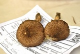 Inocybe hystrix image