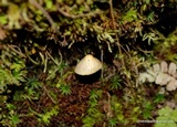 Inocybe cinnamomea image