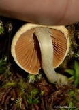 Inocybe cinnamomea image