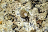 Ionaspis alba image