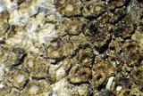 Ionaspis alba image