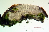 Ionaspis alba image