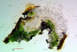 Ionaspis alba image