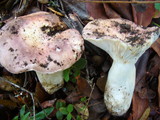 Russula cyanoxantha image