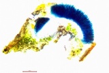 Ionaspis alba image