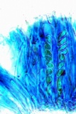 Ionaspis alba image