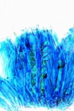 Ionaspis alba image