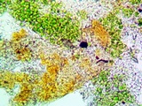 Ionaspis alba image