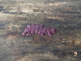 Ascocoryne sarcoides image