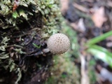 Cystoagaricus hirtosquamulosus image