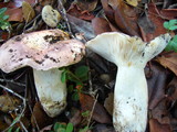 Russula cyanoxantha image