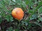 Amanita flavorubens image