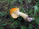 Amanita flavorubens image