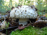 Amanita magniverrucata image