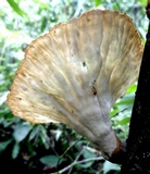 Cymatoderma caperatum image