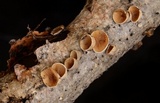 Schizophyllum amplum image