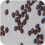 Psilocybe semilanceata image