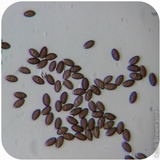Psilocybe semilanceata image