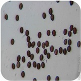 Psilocybe semilanceata image