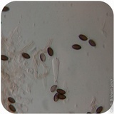 Psilocybe semilanceata image