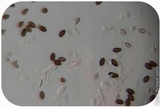 Psilocybe semilanceata image