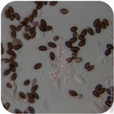 Psilocybe semilanceata image
