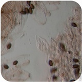 Psilocybe semilanceata image