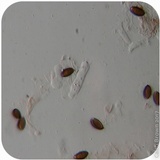 Psilocybe semilanceata image