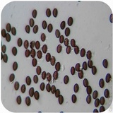 Psilocybe semilanceata image