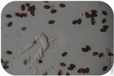 Psilocybe semilanceata image