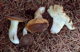 Russula cerolens image