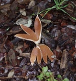 Chorioactis geaster image