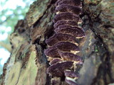 Trichaptum abietinum image