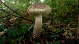 Leccinum melaneum image