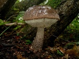 Leccinum melaneum image